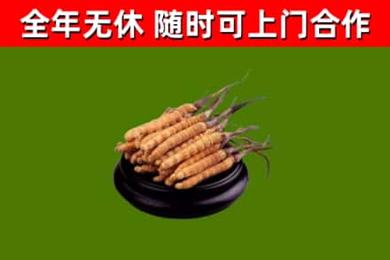 巴楚回收散虫草